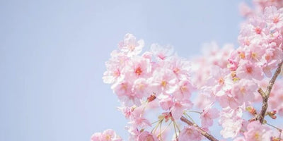 Sakura In Japanese Culture