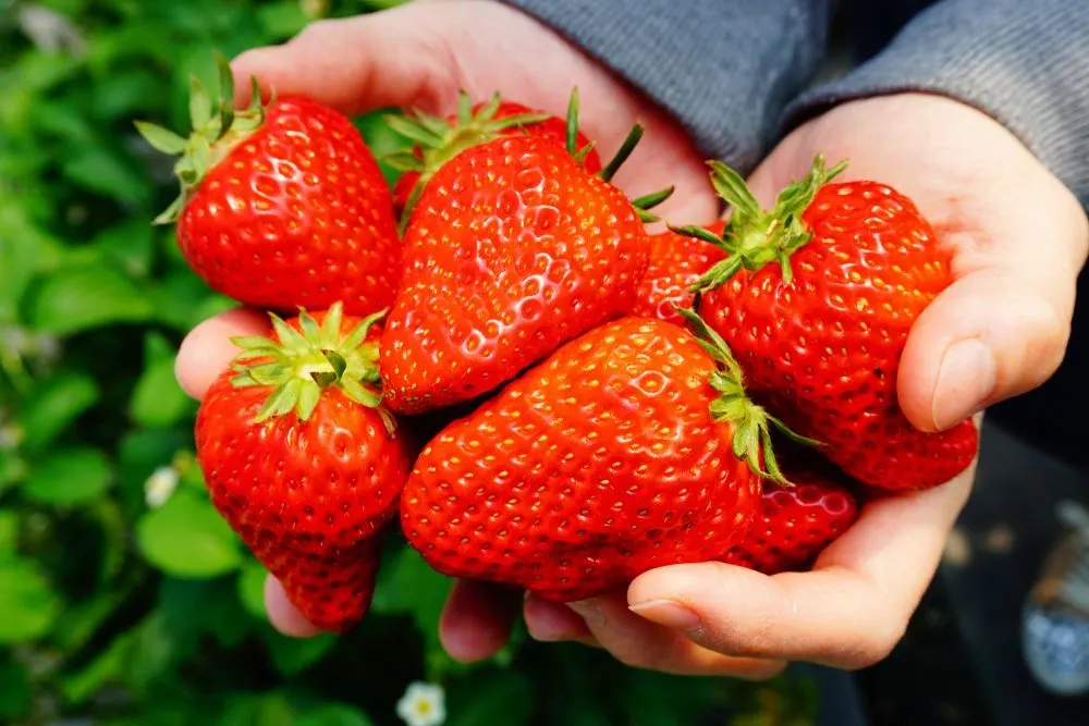 Everything You Need to Know About Japanese Strawberries