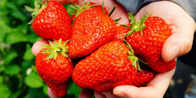 Everything You Need to Know About Japanese Strawberries